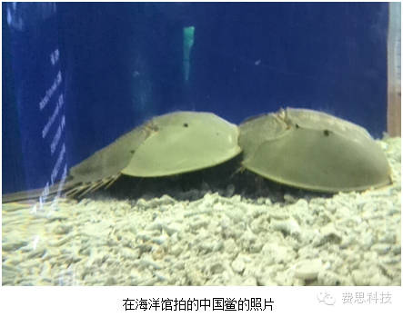 费思放生中国鲎